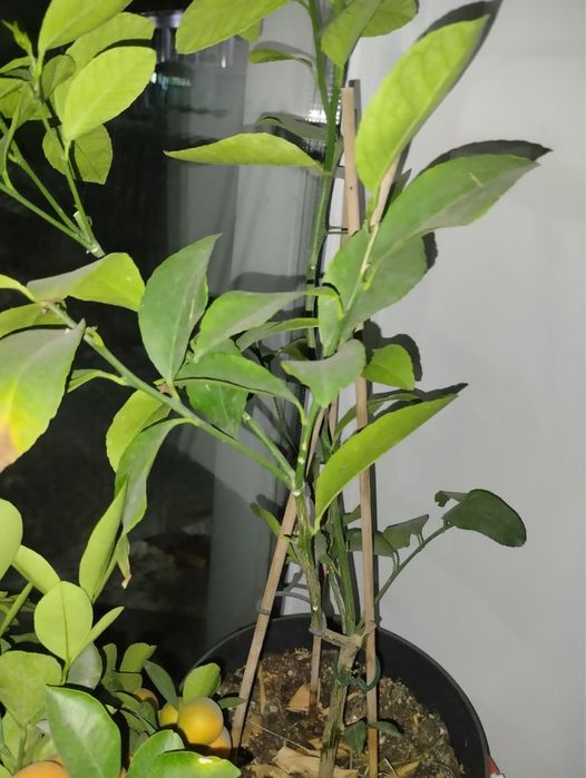 Комнатные растения