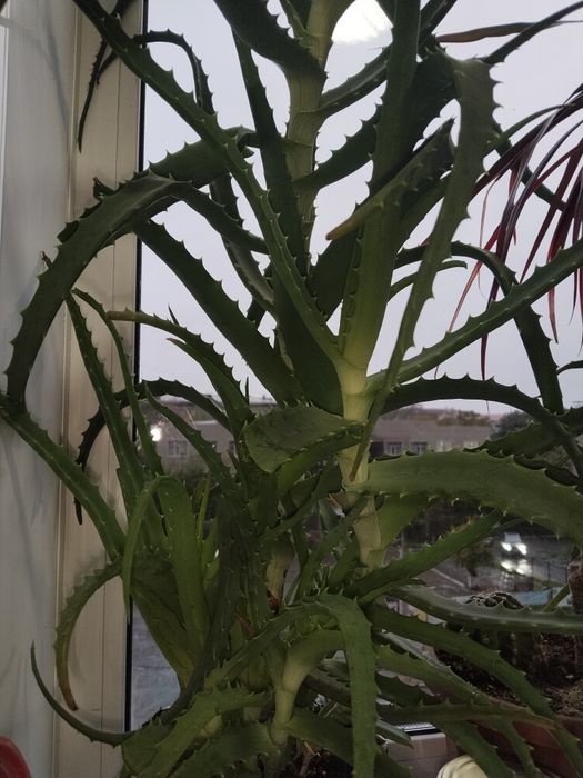 Продам большой алоэ лечебный