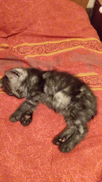 Пропал кот в районе Борков