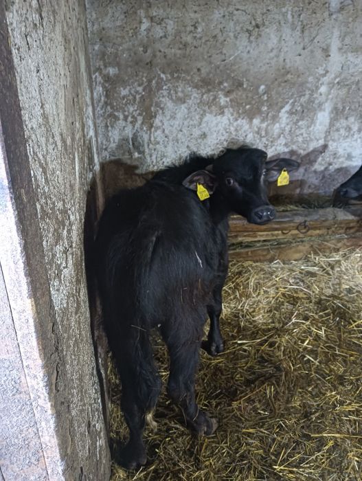 Vind viței de bivoli