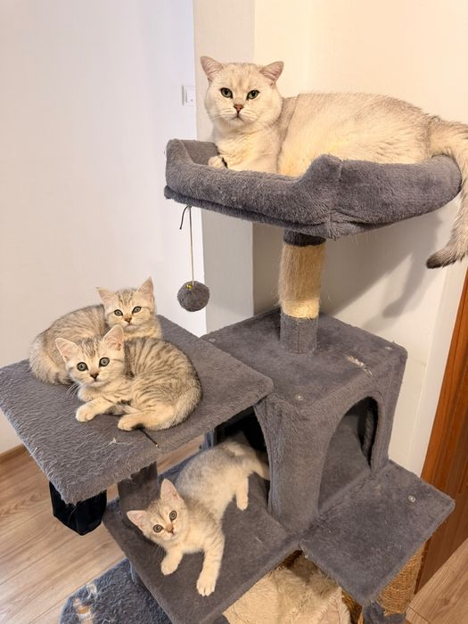 British shorthair Silver