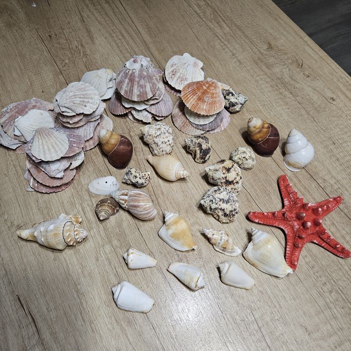 Ракушки морские набор