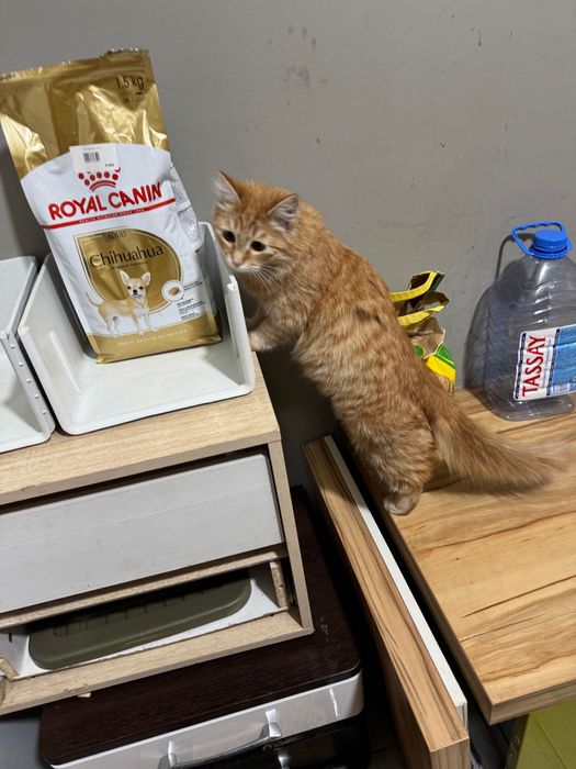 Дарю кошку ласковую