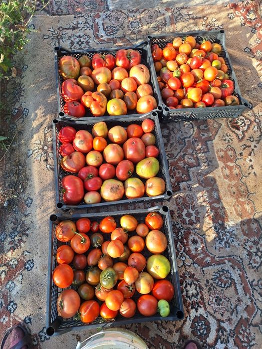 Продам дачу в Сортировке, общество Ромашка