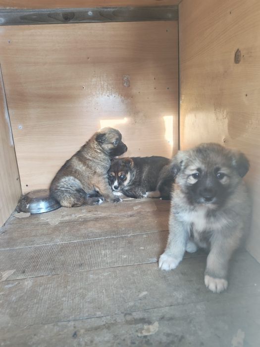 Щенки Лайки в добрые руки