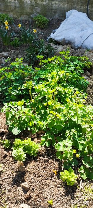 Продам цветы комнатные и садовые