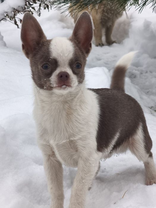 Шикарный мальчик