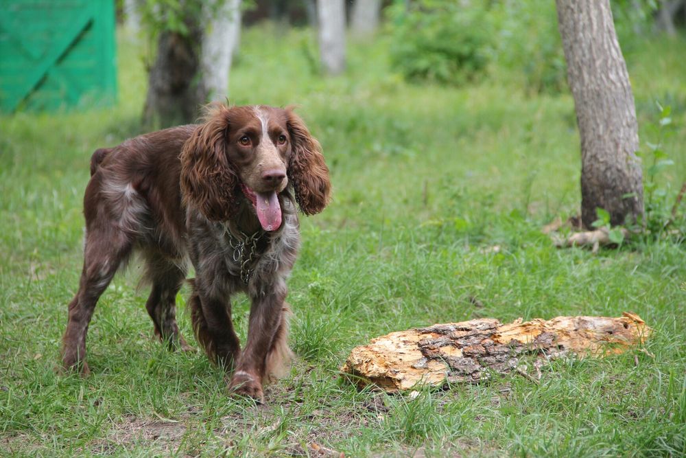 Русский Охотничий Спаниель Вязка.