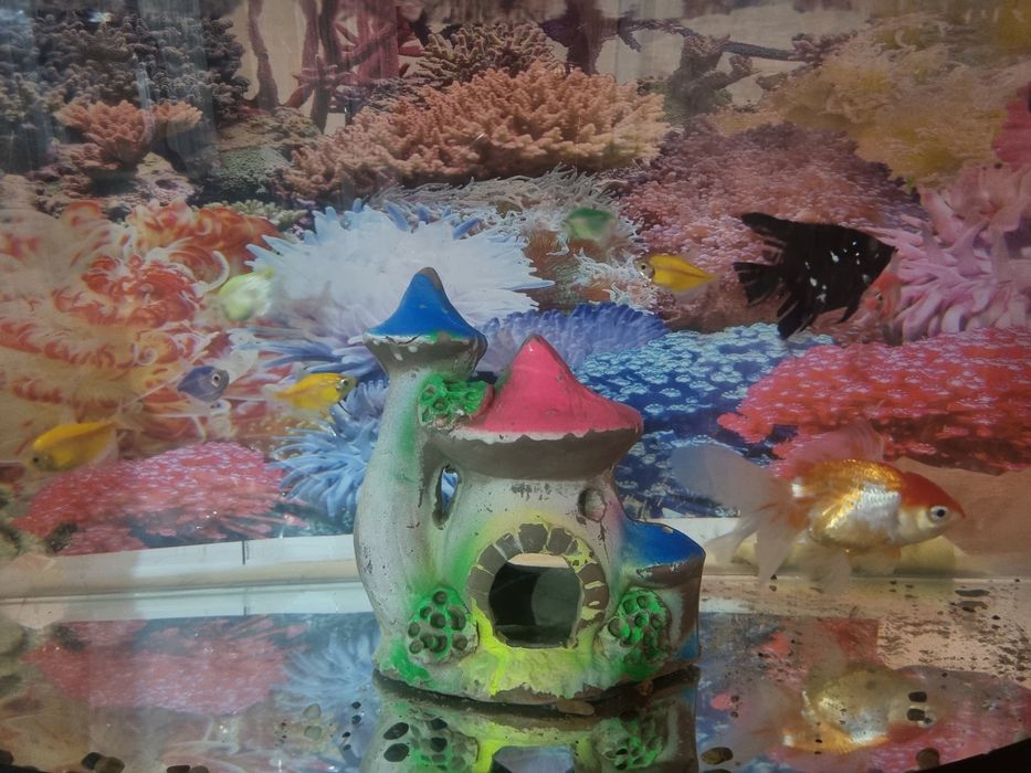 Akvarium 30 litr + 9ta baliq