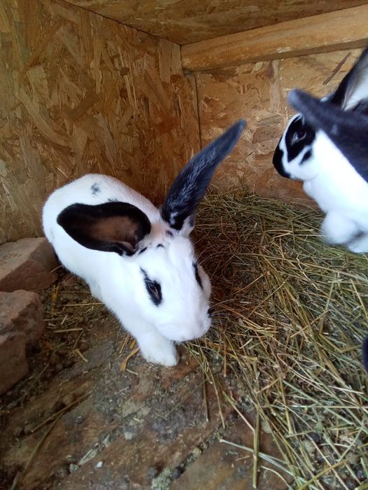 Vând iepurași din rasa fluture german