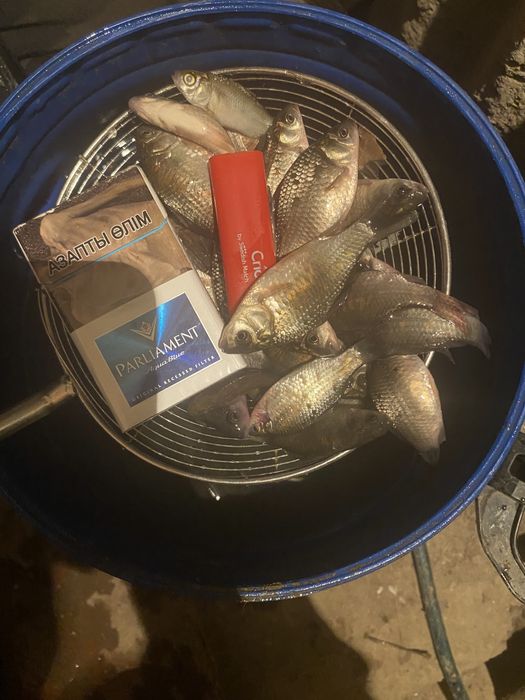 Живец малек Карасик Сорга