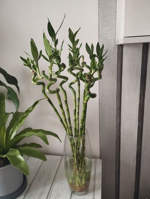 Продам бамбук растение многолетнее