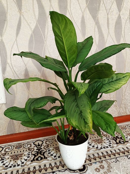 .Цветы домашные.