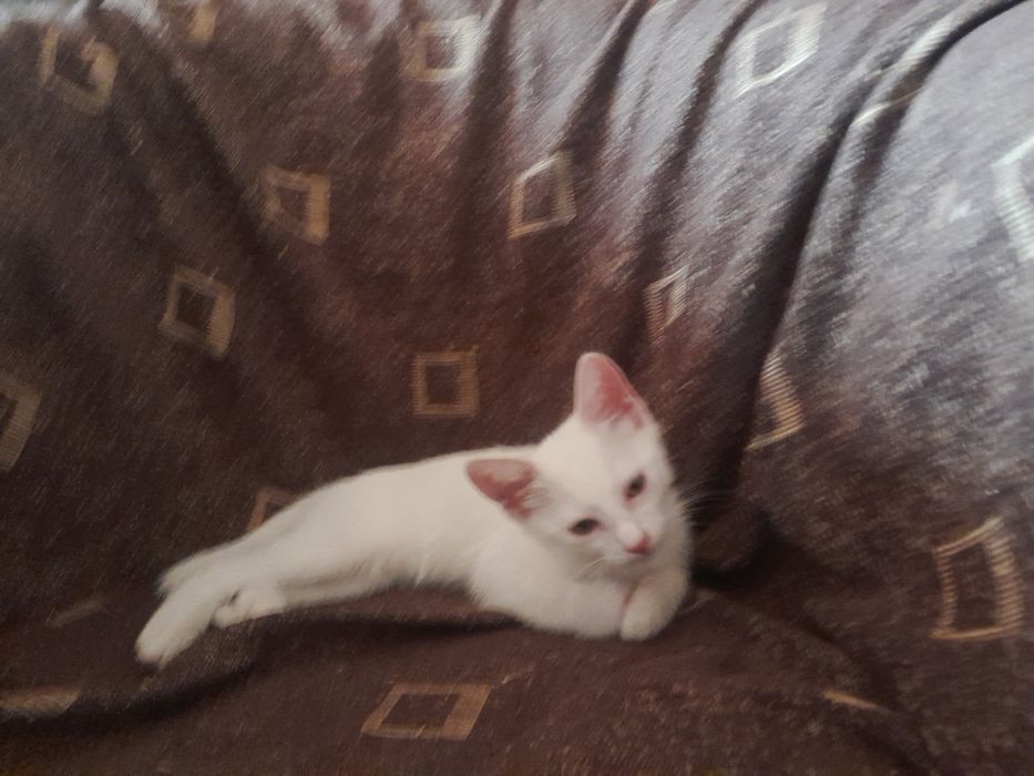Ofer spre adoptie  o pisicuta