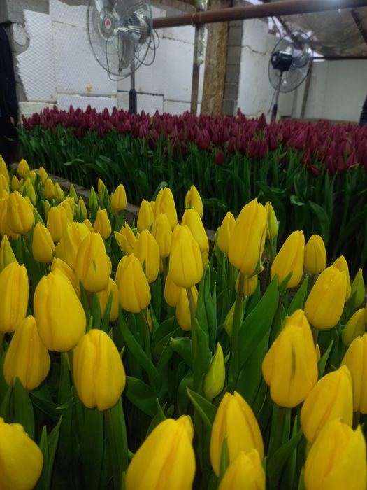 Тюльпаны Алматы п Боралдай