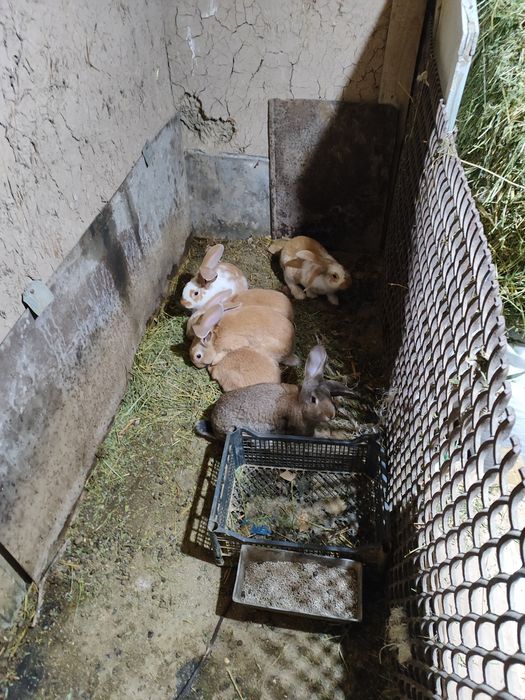 Продам крольчат . Порода крупная.