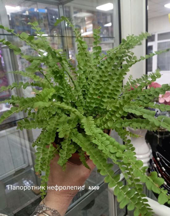 Фикус Умбеллата, растения, цветы