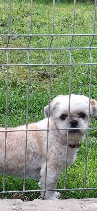 Mascul caine  Shih Tzu (Shitzu)