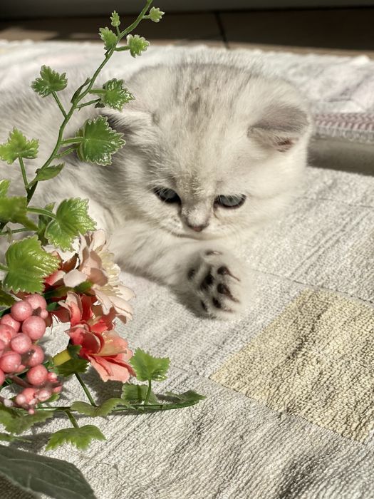 Клубный котик скотиш страйт