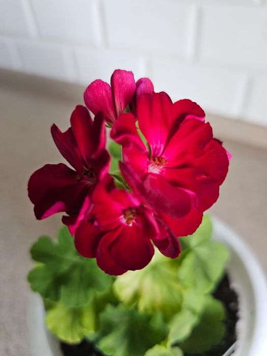 Комнатные цветы 1200 тг