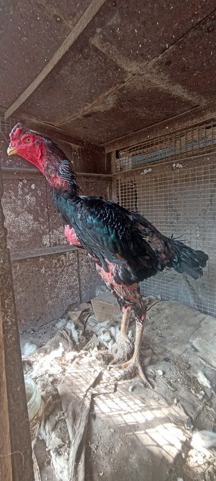 Xoroz sotiladi narxini kelishamiz