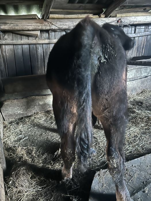 Vand vitei foarte bine intreginuti