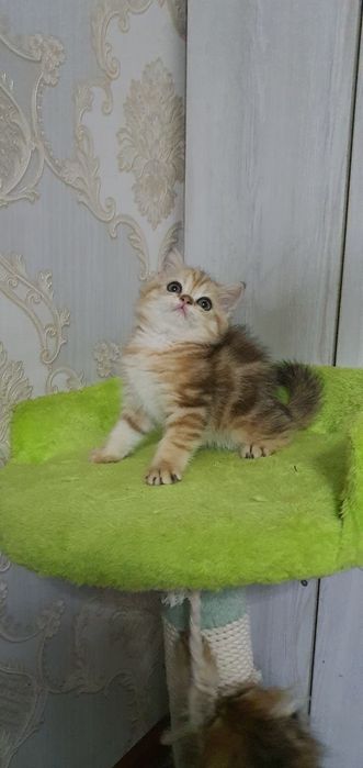 Скотиш страйт мраморная шиншила