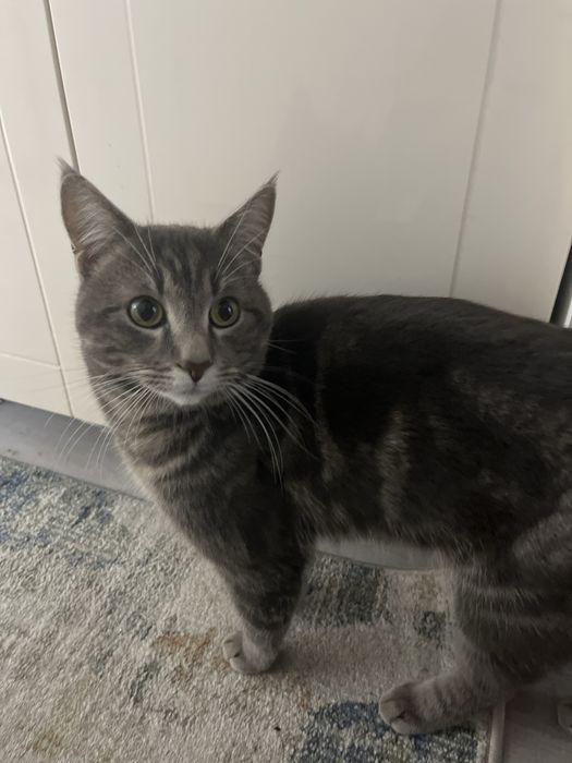 Кот короткошерстый мальчик