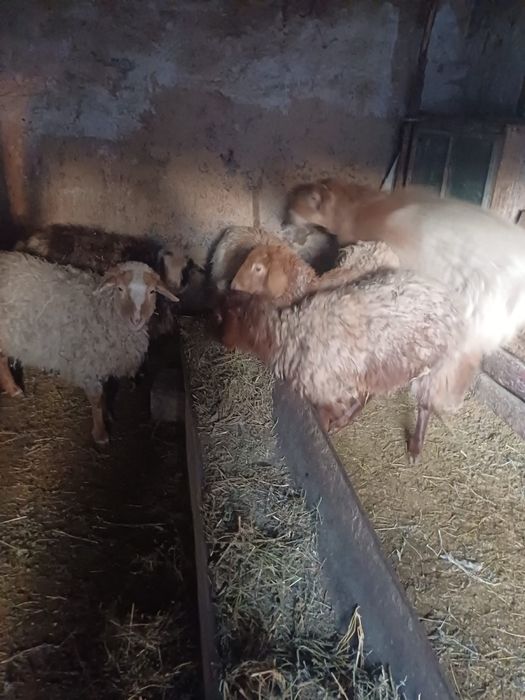 Продам тохтушек , баран