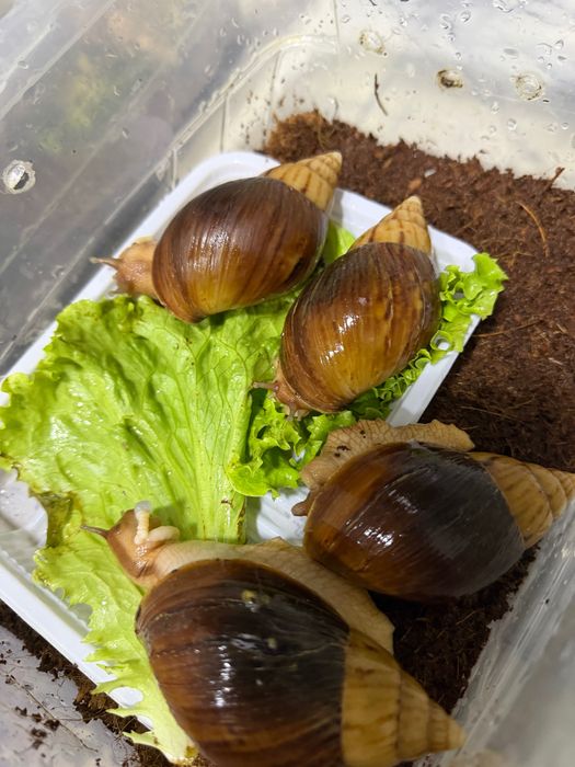 Ulitka sotiladi har xil turda har xil razmerda