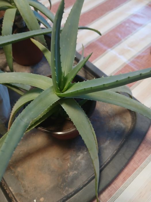 Алоэ вера лечебное