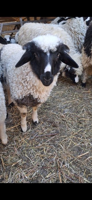 MIEI. Berbecuti si miele breze