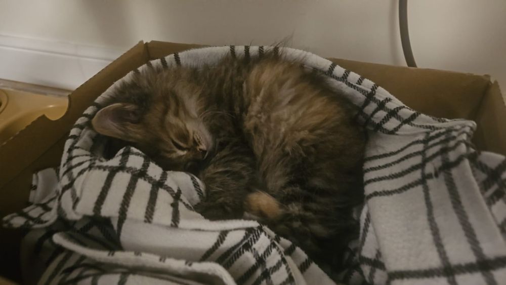 Котенок, 2 месяца, отдаем в добрые руки