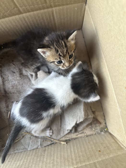Котята беспалтно