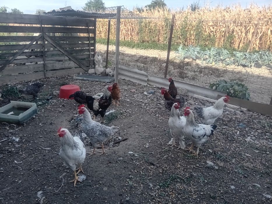 Cocoși de vânzare 15 bucăți 50 lei bucata la alegere