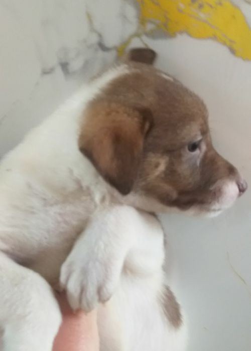 Два милых мальчика отдам в добрые руки