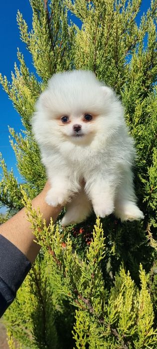 Померан мини померан