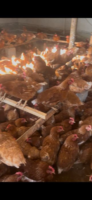 Ломан брауын сатылады