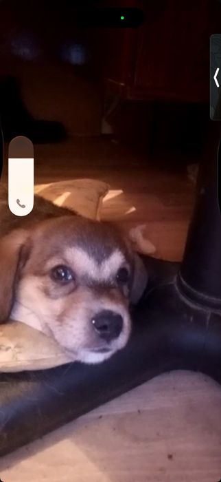 Щенки-звонки в добрые руки!