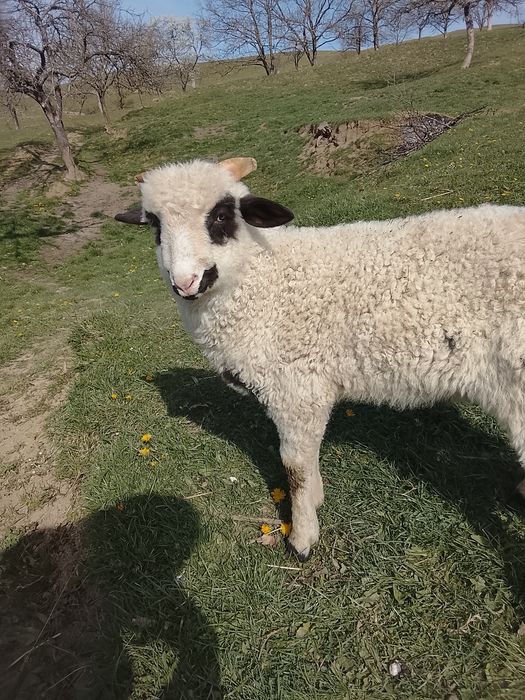 Berbecuț de vânzare