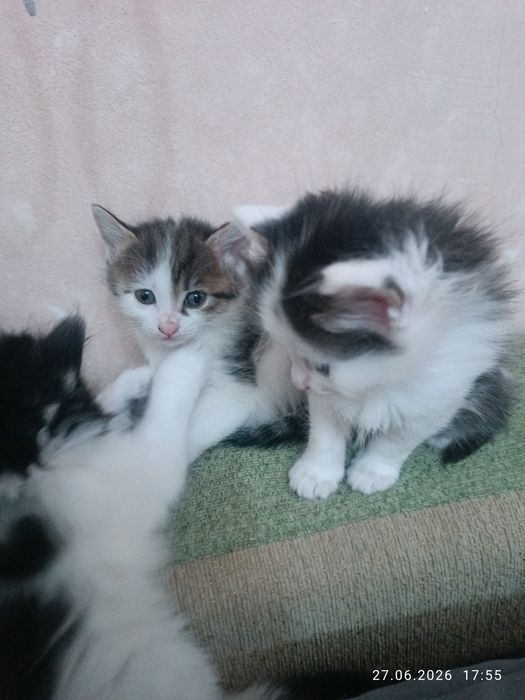 Отдам даром котят срочно