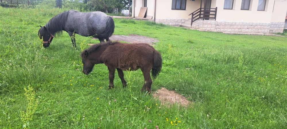Mânză de vanzare