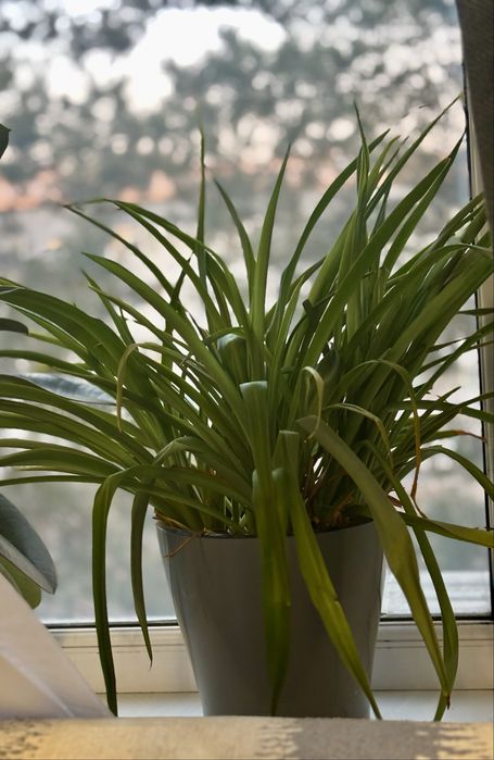 Хлорофитум комнатный цветок