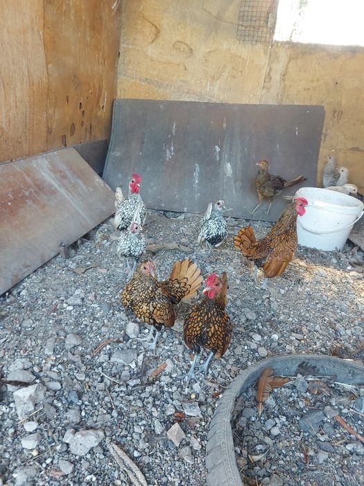 Сибрайт и кучерявые