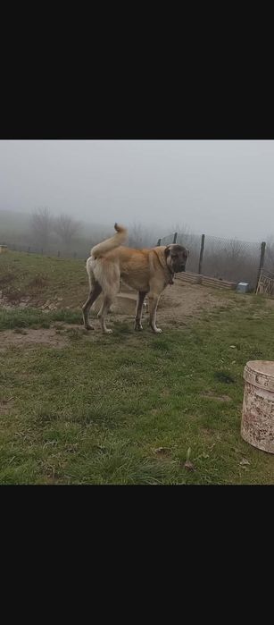 Продавам кангали чистокръвни.Отговарям само на номера.