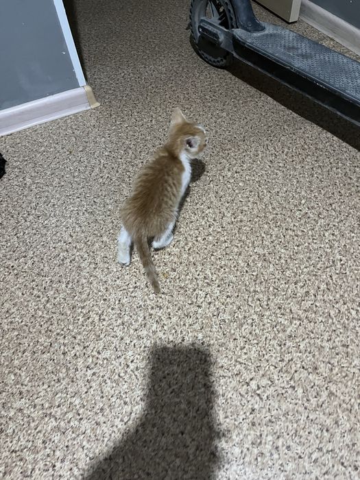 Котенок маленький