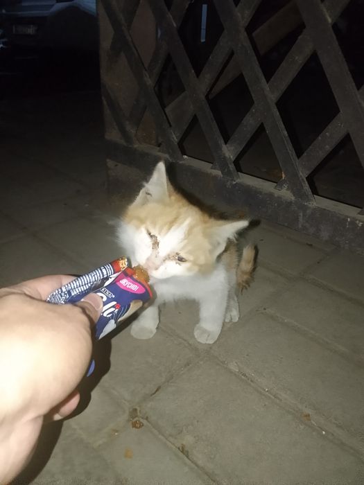 Котенок бесплатно