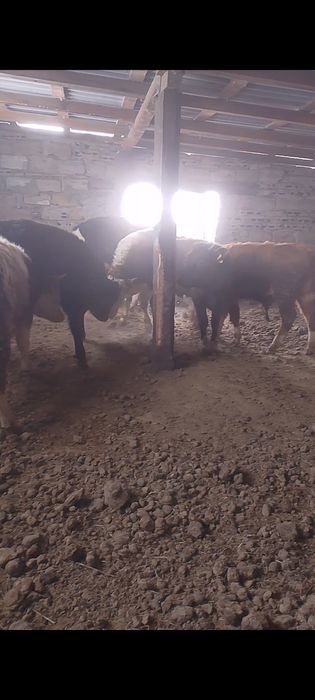 Продам 4 бычок 2 телки