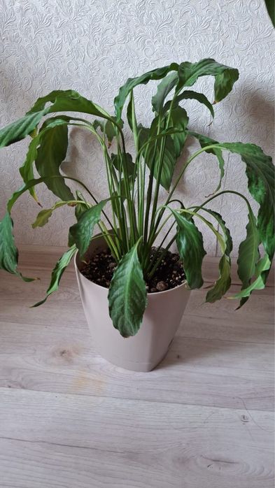 Комнатные цветы