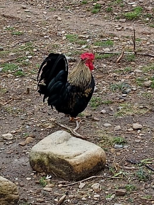 Подарявам три декоративни петлета.